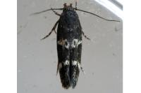 Mompha subbistrigella