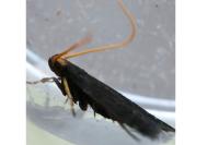 Lecithocera nigrana