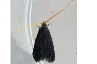 Lecithocera nigrana