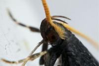 Lecithocera nigrana