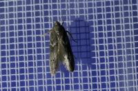 Blastobasis glandulella