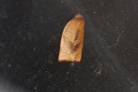 Cacoecimorpha pronubana