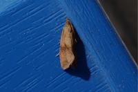 Celypha striana
