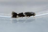 Elachista consortella