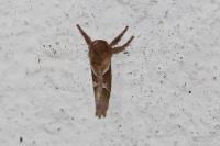 Triodia sylvina
