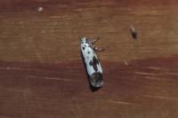 Ethmia quadrillella