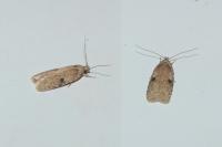 Agonopterix propinquella