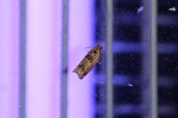 Crocidosema plebejana