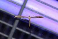 Emmelina monodactyla