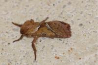 Triodia sylvina