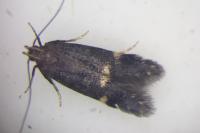 Oxypteryx atrella