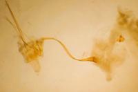 Oxypteryx atrella