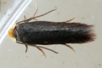 Stigmella
