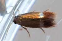 Stigmella