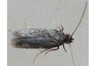 Acalyptris