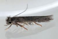 Acalyptris