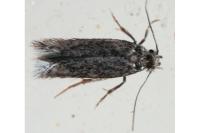 Acalyptris