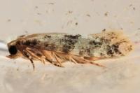 Infurcitinea