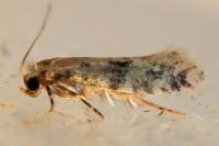 Infurcitinea