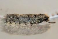 Ateliotum petrinella