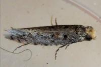 Ateliotum petrinella