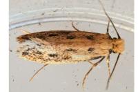 Anomalotinea liguriella