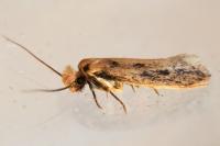 Anomalotinea liguriella