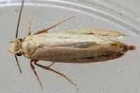 Tinea