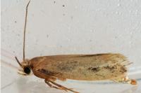 Tinea