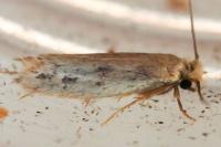 Anomalotinea liguriella