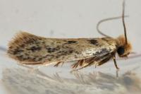 Anomalotinea liguriella