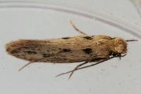 Anomalotinea liguriella