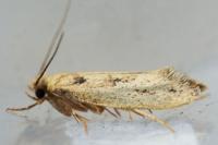 Anomalotinea liguriella