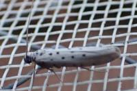 Yponomeuta sedella
