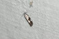 Ethmia quadrillella