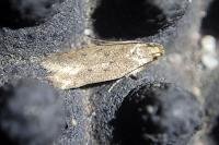 Bryotropha