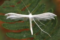 Pterophorus pentadactylus
