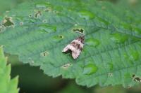 Orthotaenia undulana