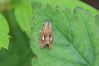 Olethreutes arcuella