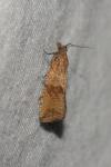 Celypha striana