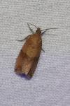 Celypha striana