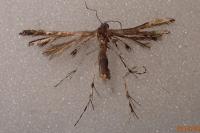 Capperia fusca