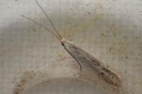 Coleophora unipunctella