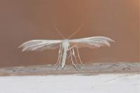 Pterophorus pentadactylus