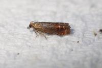 Lathronympha strigana