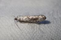 Yponomeuta irrorella