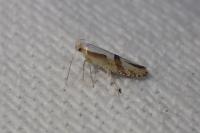 Argyresthia bonnetella