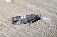 Spilonota ocellana
