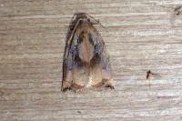 Archips podana