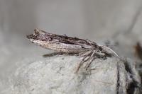 Ypsolopha scabrella